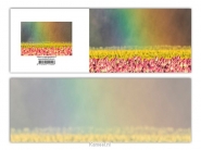 Productafbeelding Panoramawenskaart tulpen in regenboog